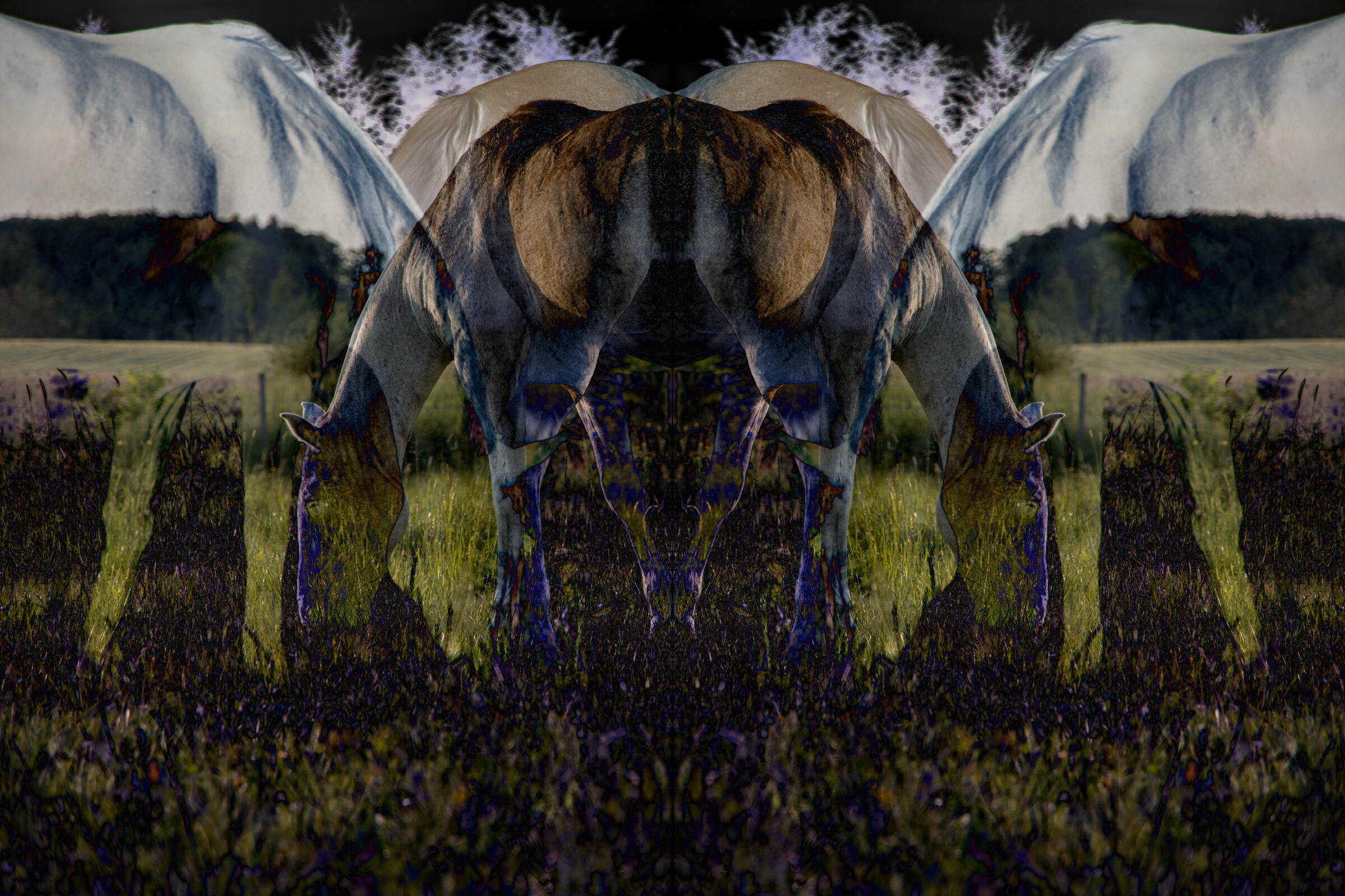 horses-mirrordiff.jpg